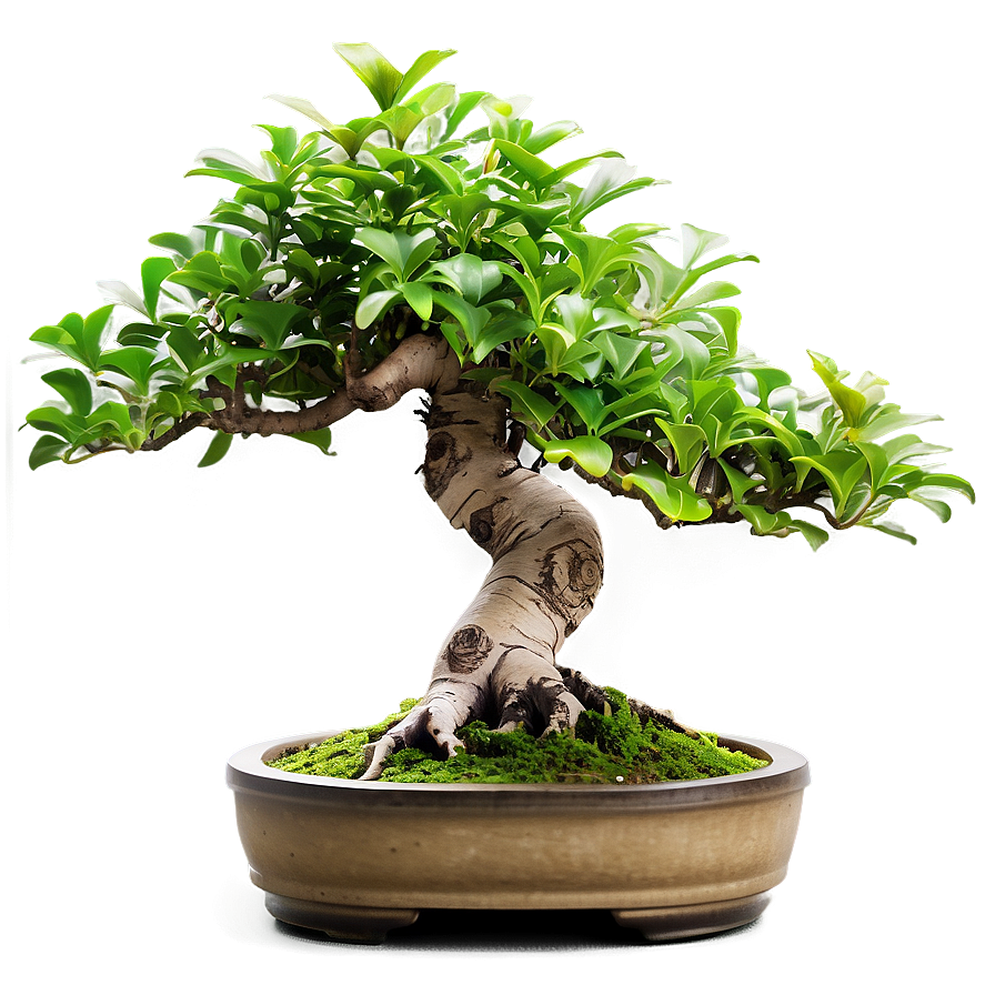 Bonsai Tree Leaves Png 06252024 PNG Image