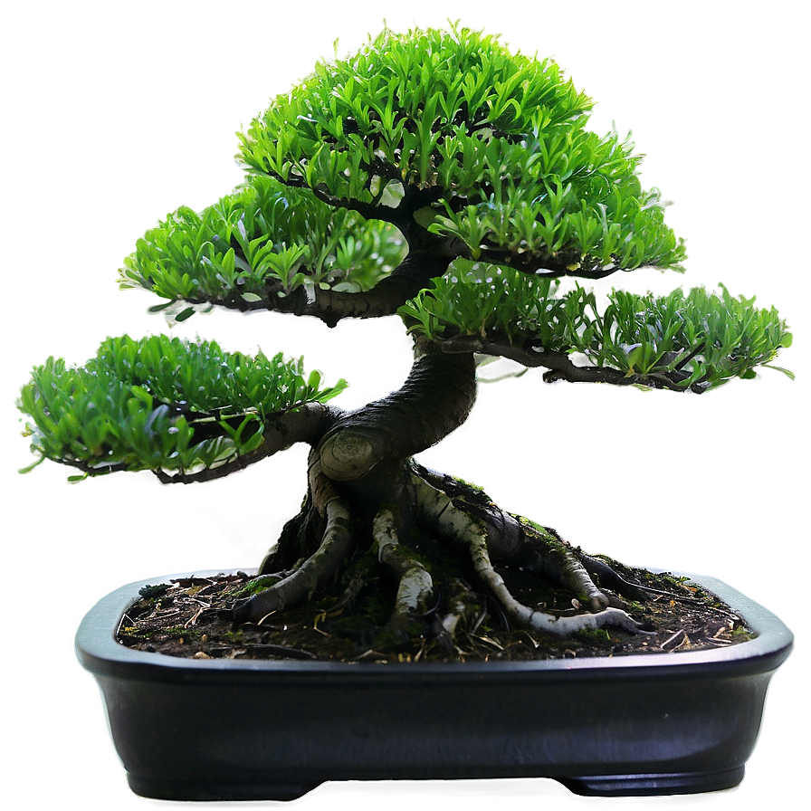 Bonsai Tree Silhouette Png 2 PNG Image