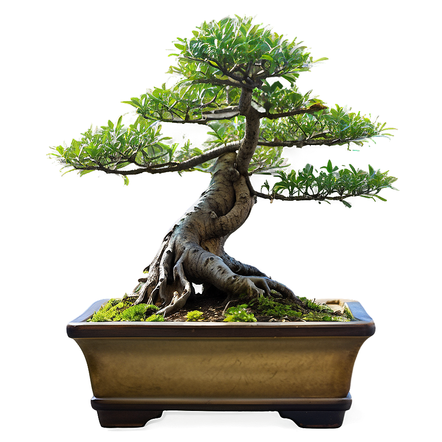 Bonsai Tree Sketch Png 12 PNG Image