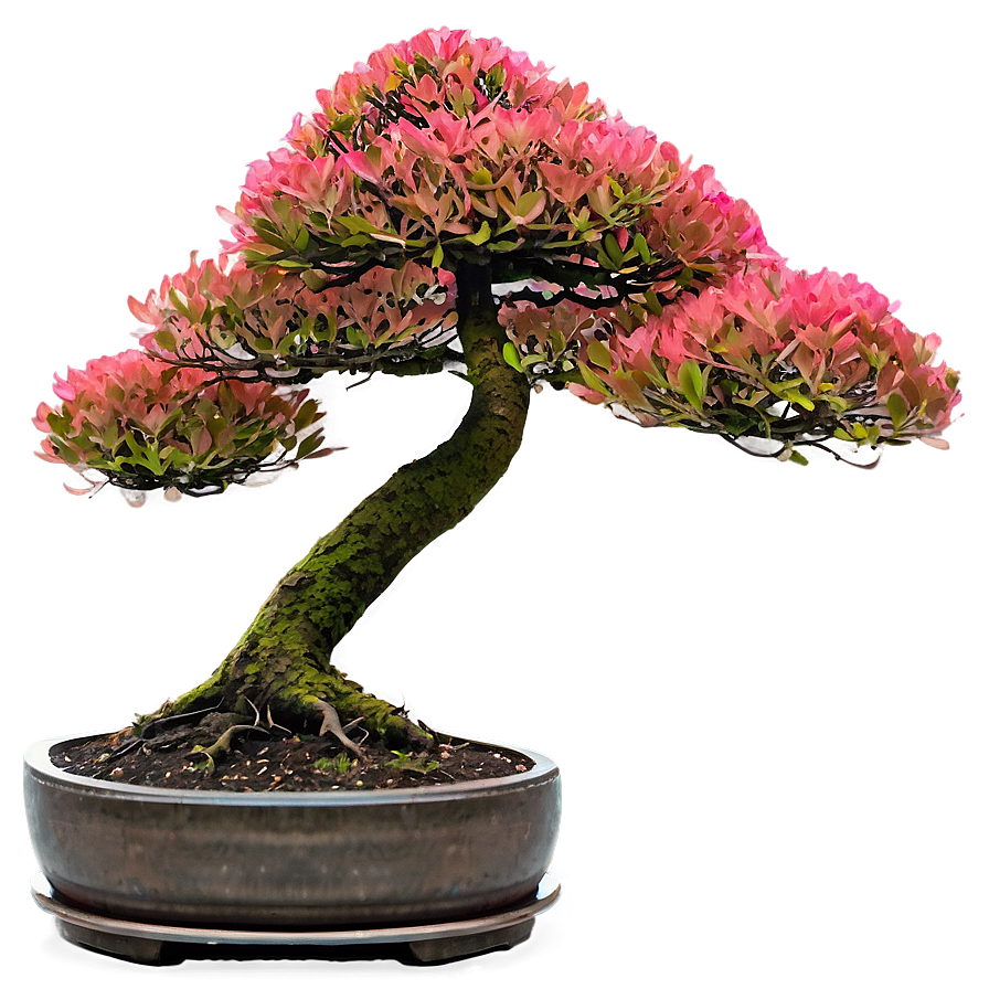 Bonsai Tree Sprouting Png 06202024 PNG Image