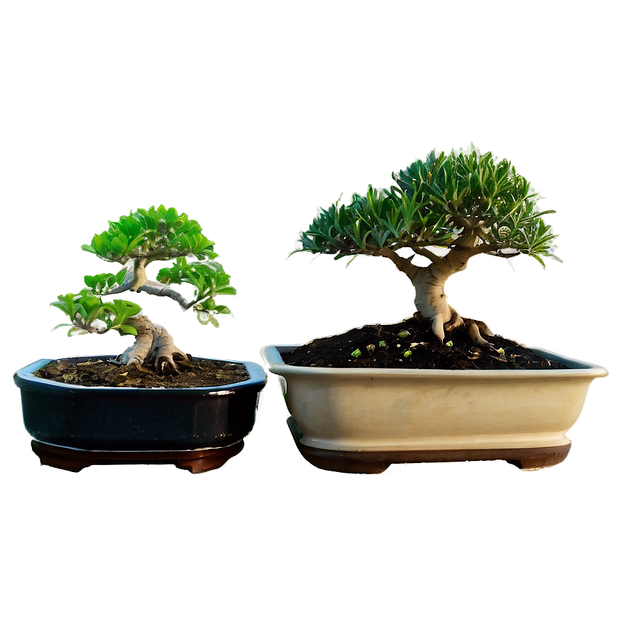 Bonsai Tree Sprouting Png Mmu94 PNG Image