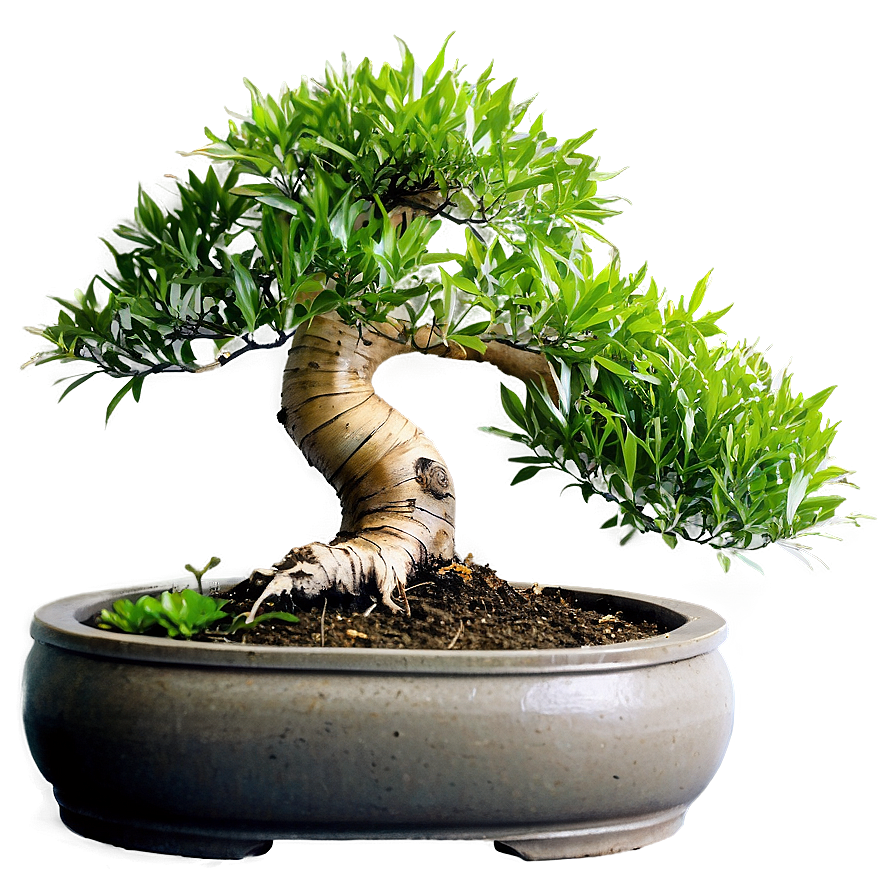 Bonsai Tree With Bamboo Png 06202024 PNG Image