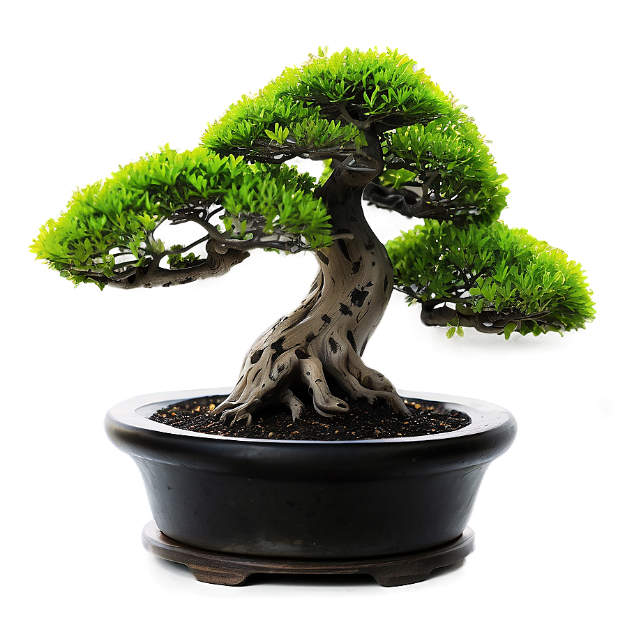 Bonsai Tree With Lanterns Png 24 PNG Image