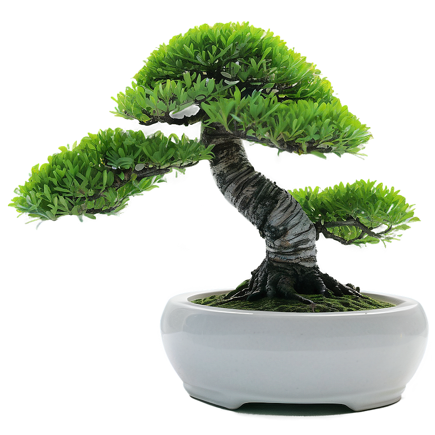 Bonsai Tree With Zen Stones Png Svv PNG Image