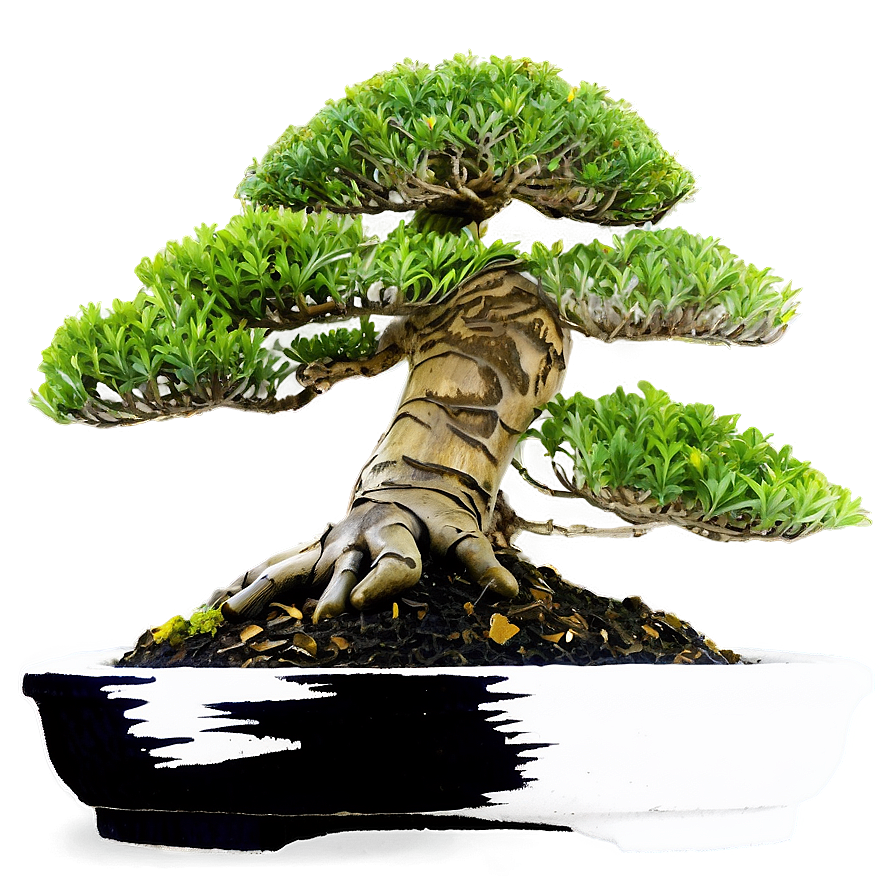 Bonsai Workshop Png Ewu PNG Image