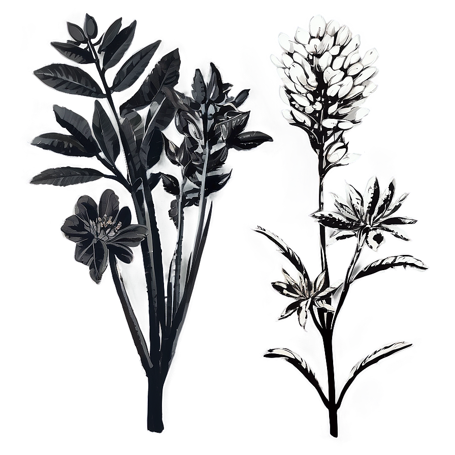 Botanical Black And White Png 22 PNG Image