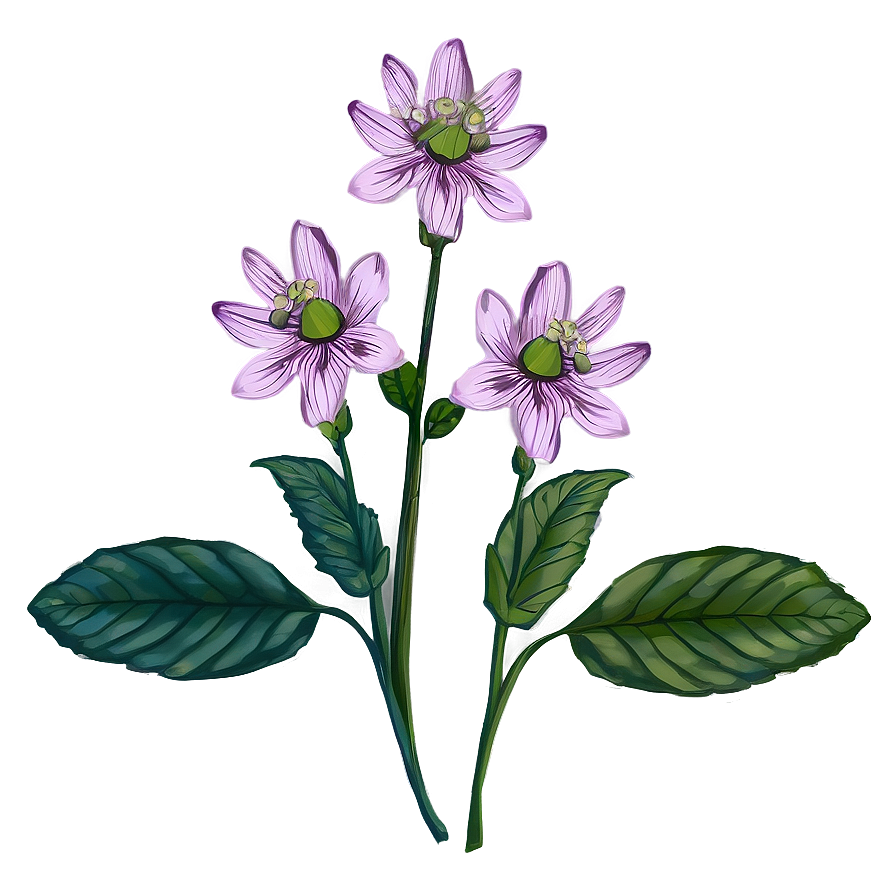 Botanical Flower Drawing Png Uoa PNG Image