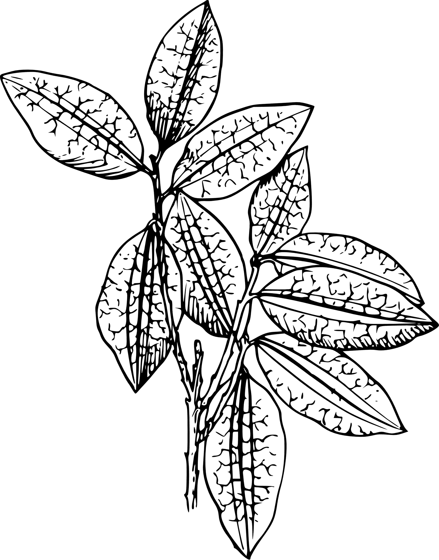 Botanical Sketch Blackand White PNG Image