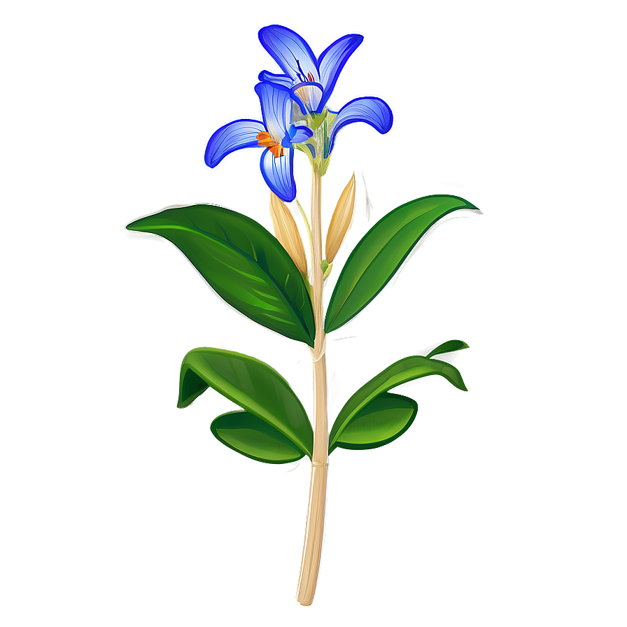 Botanical Study Drawing Png Dbl2 PNG Image