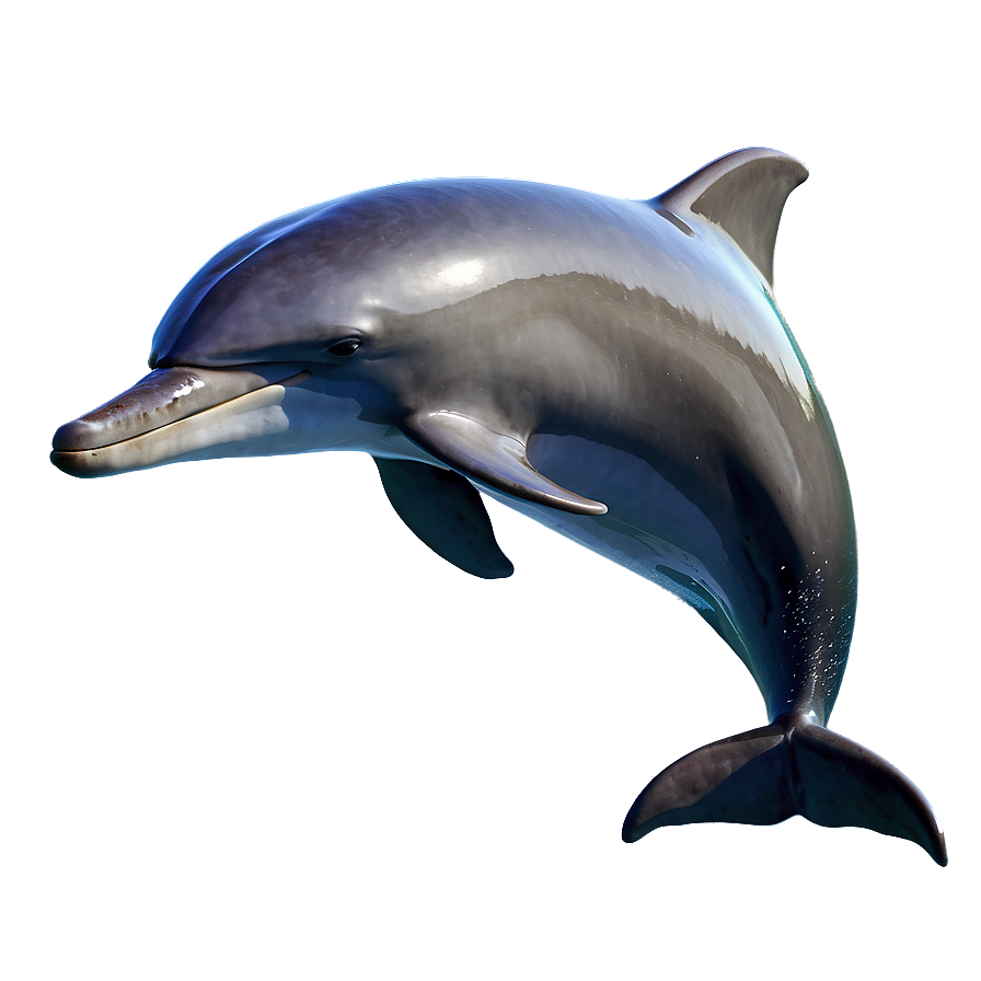 Bottlenose Dolphin Png 73 PNG Image