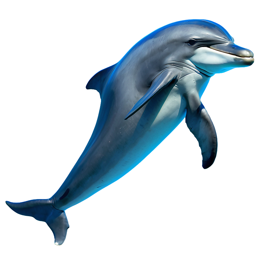 Bottlenose Dolphins Png Gbc76 PNG Image