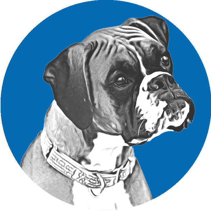 Boxer Dog Portrait Blue Background.png PNG Image