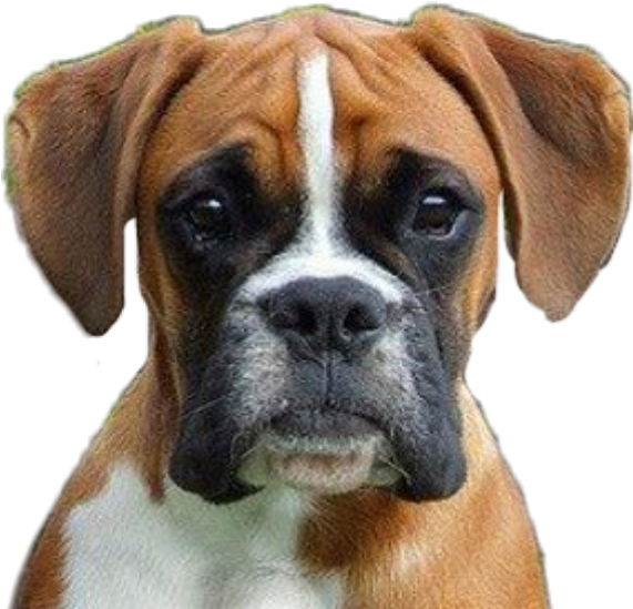 Boxer Dog Portrait PNG Image