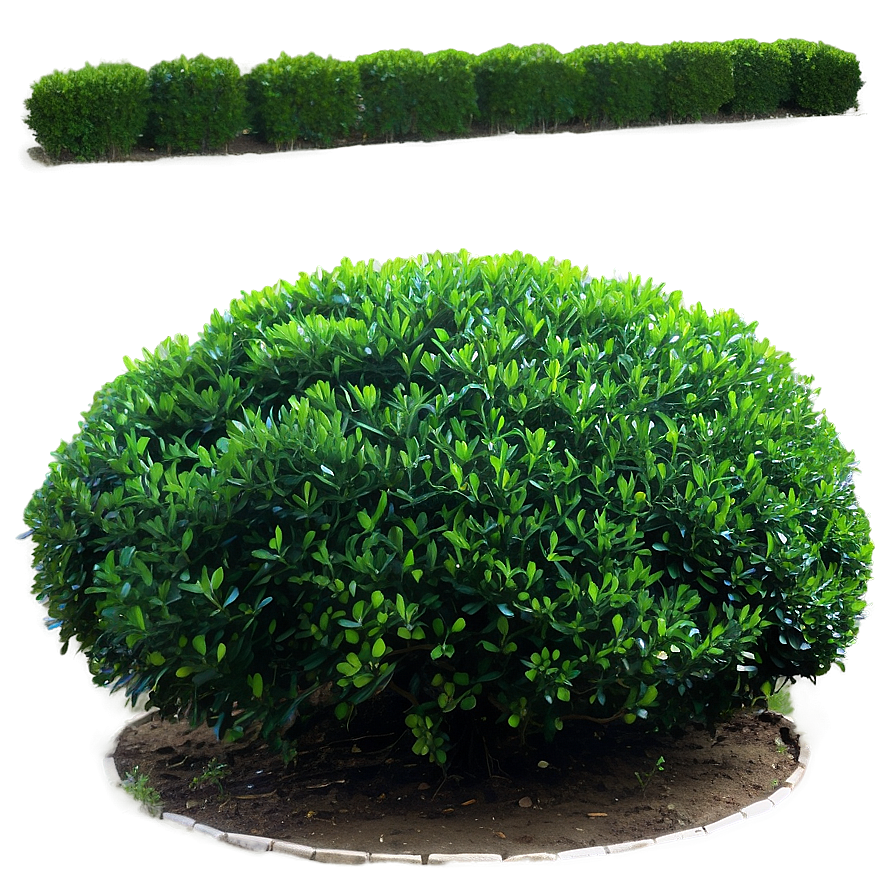 Boxwood Bush Png 06212024 PNG Image