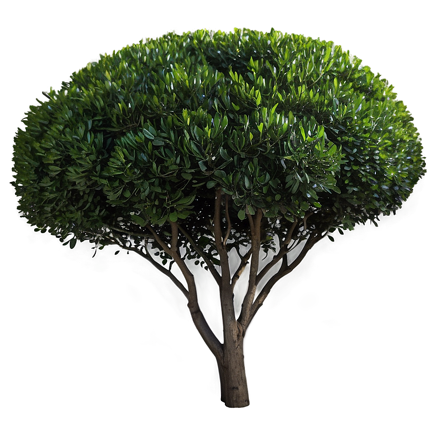 Boxwood Clipping Png 79 PNG Image