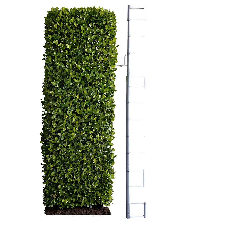 Boxwood Hedge Border Png Grb PNG Image