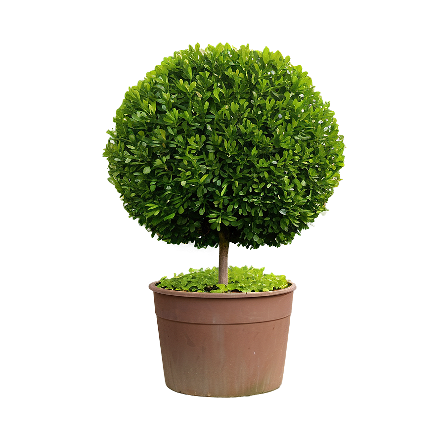 Boxwood Hedge Png Jsq PNG Image