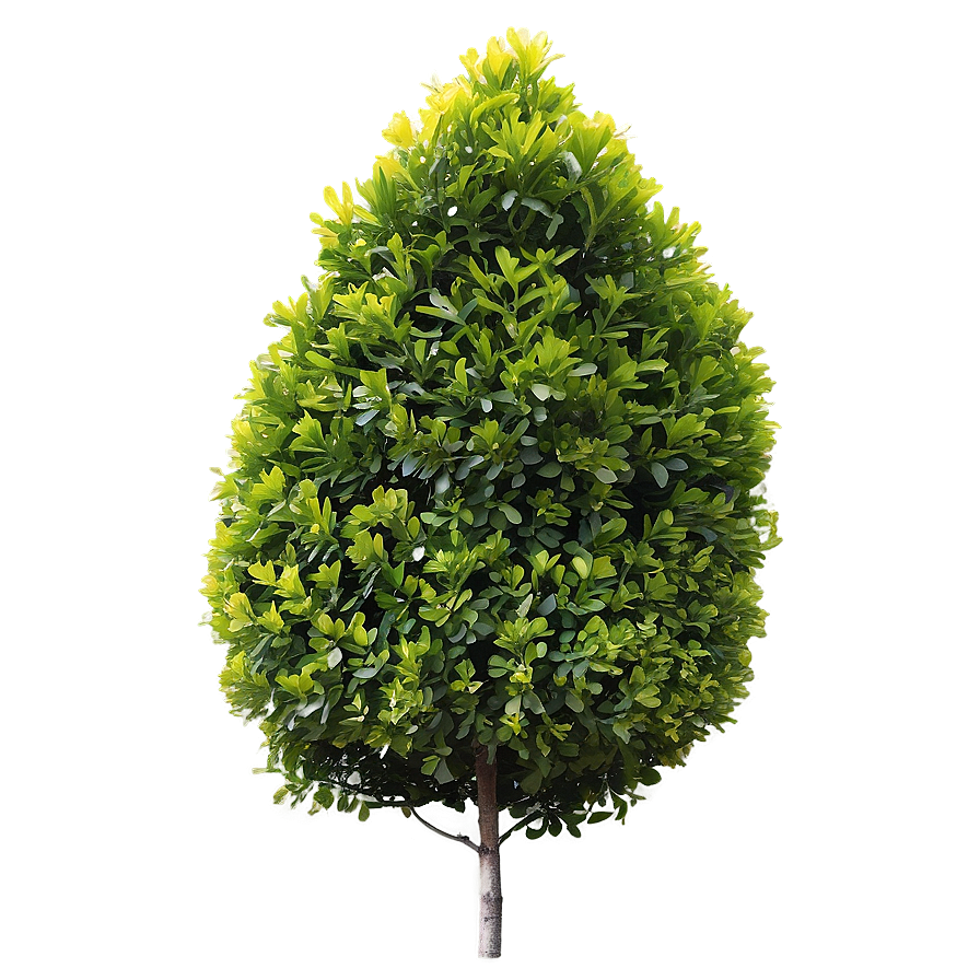 Boxwood Outdoor Png Ucc PNG Image