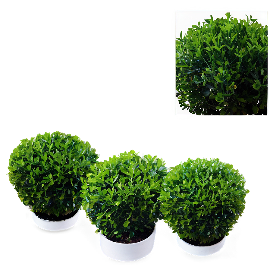 Boxwood Pattern Png Dqw PNG Image