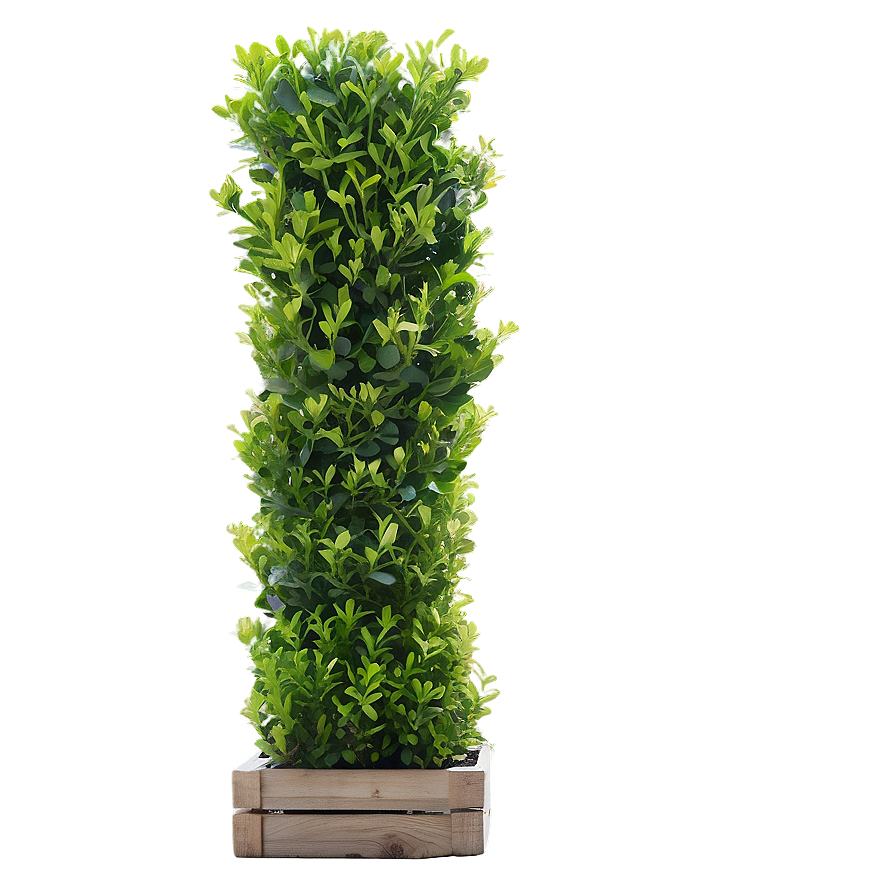 Boxwood Row Png Lee PNG Image