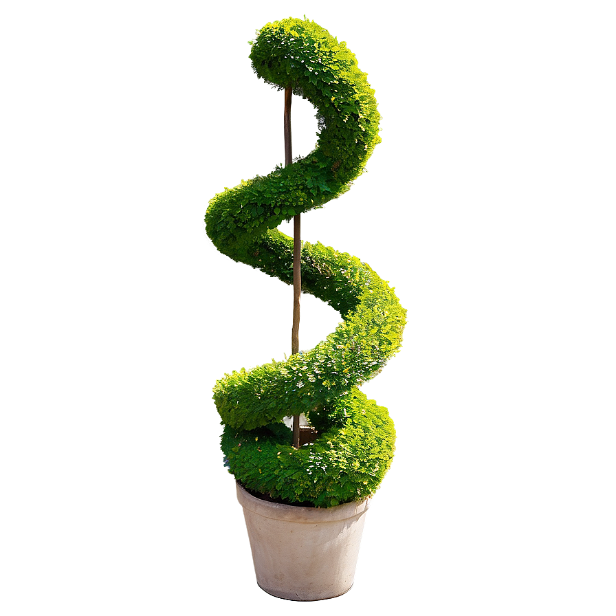 Boxwood Spiral Topiary Png 06212024 PNG Image