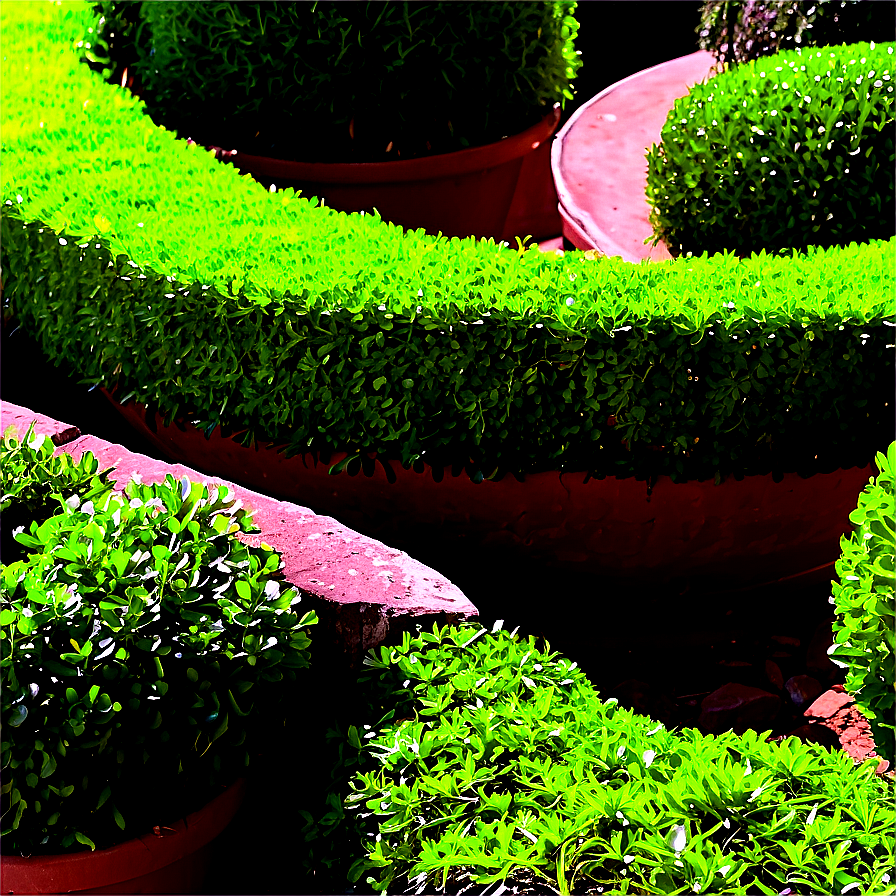 Boxwood Spiral Topiary Png Fhf50 PNG Image