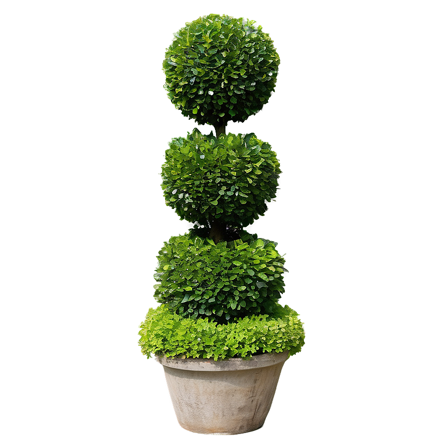 Boxwood Topiary Png Bpt87 PNG Image