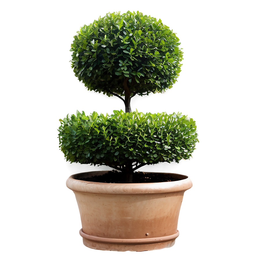 Boxwood Topiary Png Rbn PNG Image