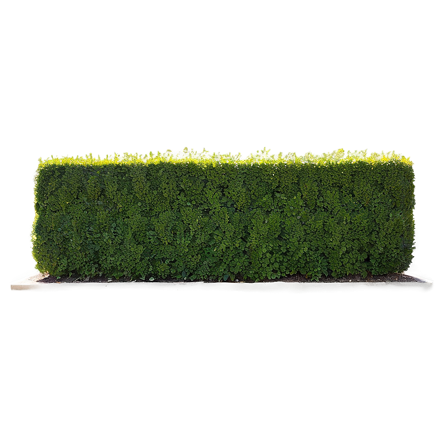 Boxwood Wall Png Ahn74 PNG Image