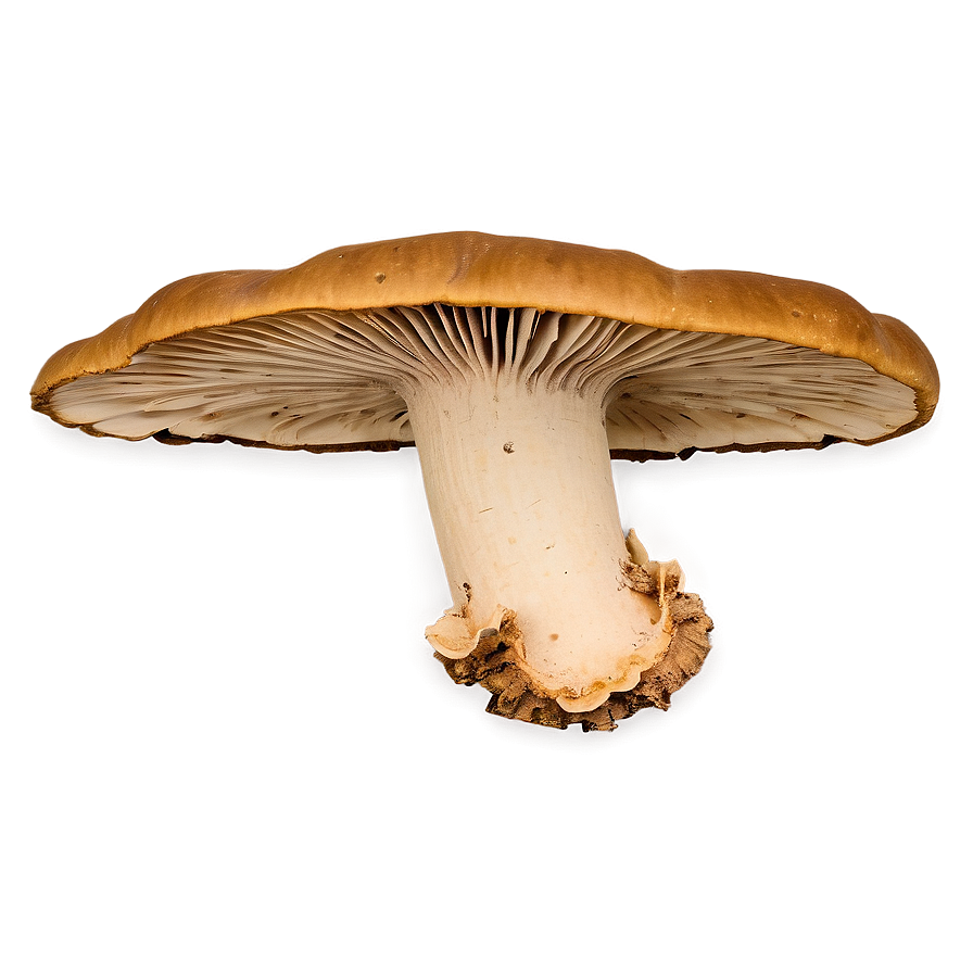 Bracket Fungus Png Ifu35 PNG Image