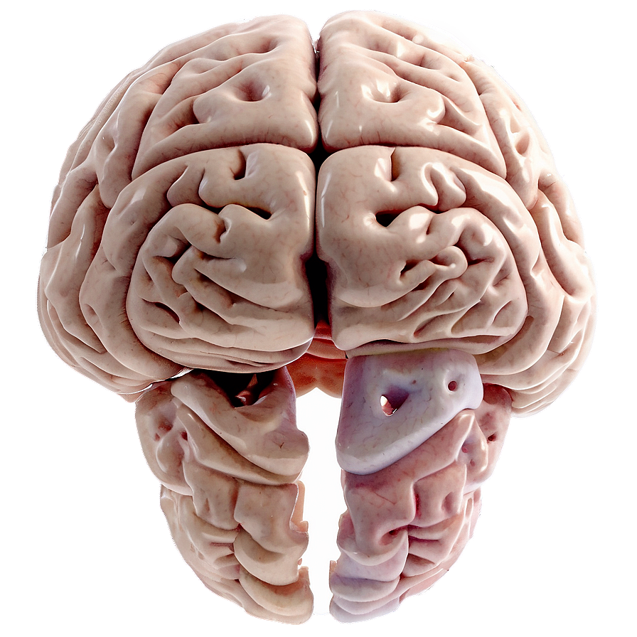 Brain Development Stages Png 67 PNG Image