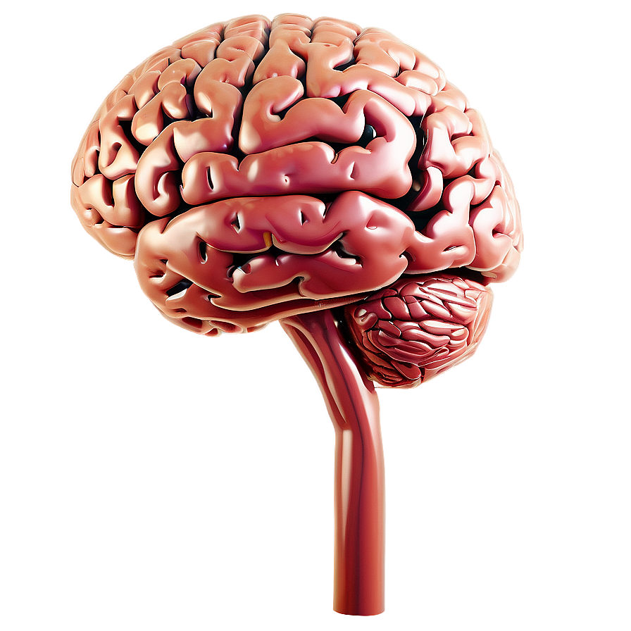 Brain Diagram Outline Png Okt38 PNG Image