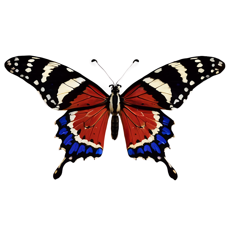 Brazil Butterfly Species Png Wdj86 PNG Image