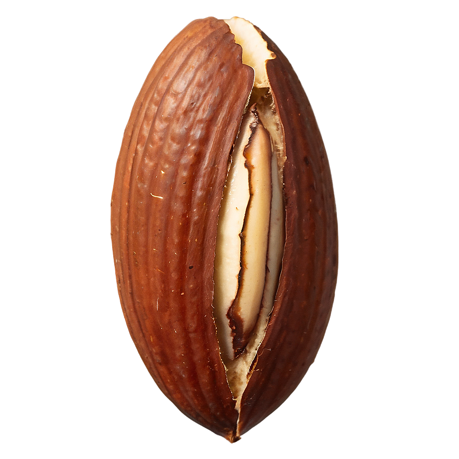 Brazil Nut Png Vth60 PNG Image