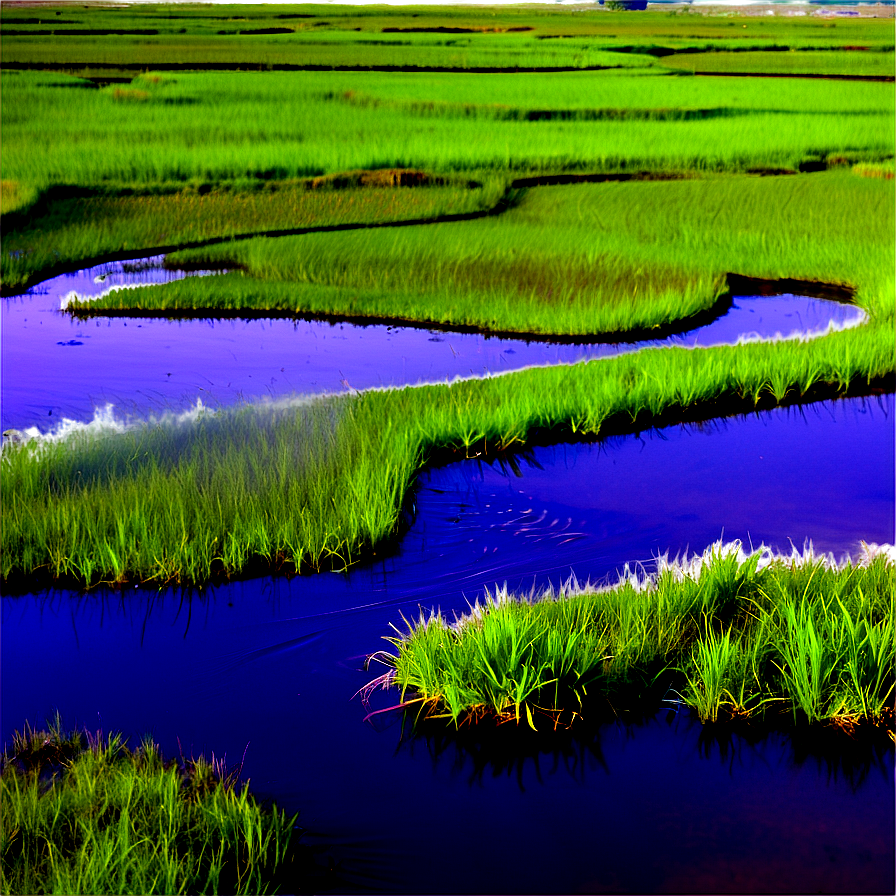 Brazil Pantanal Wetlands Png Bos57 PNG Image