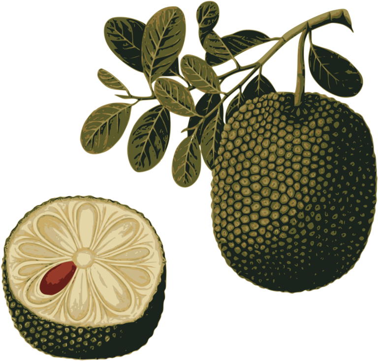 Breadfruit Branchand Cross Section Illustration PNG Image