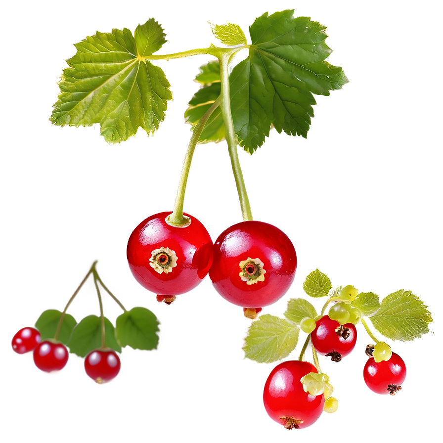 Bright Red Currant Png 69 PNG Image