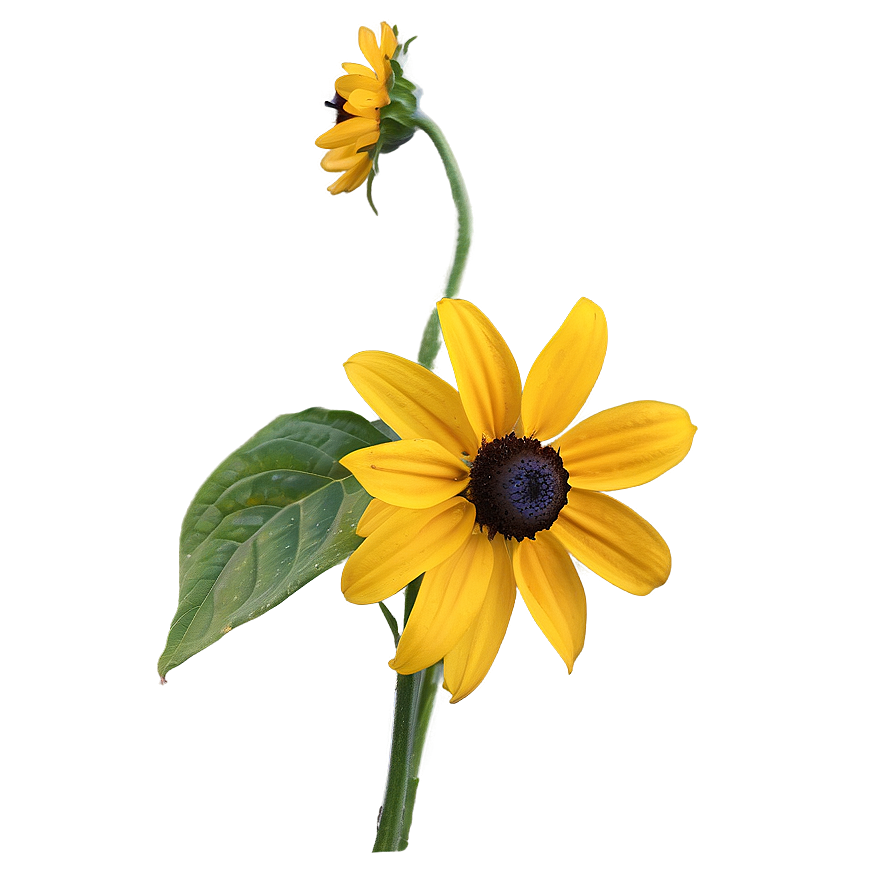 Bright Yellow Black Eyed Susan Png 06282024 PNG Image