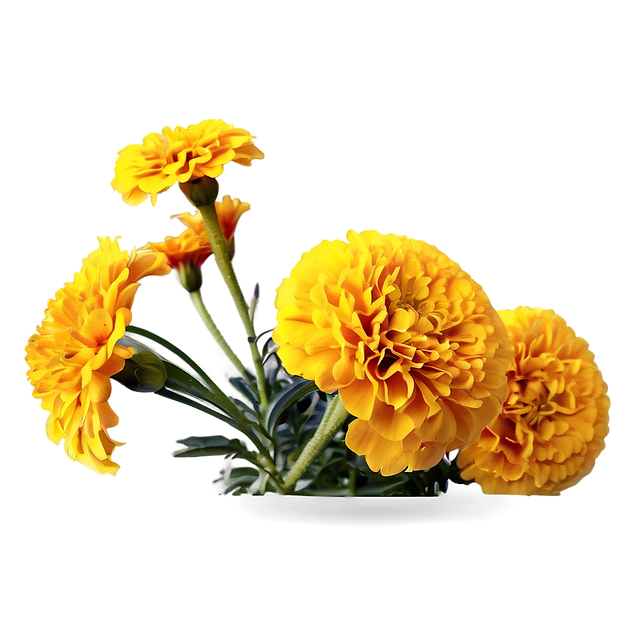 Bright Yellow Marigolds Png 06132024 PNG Image