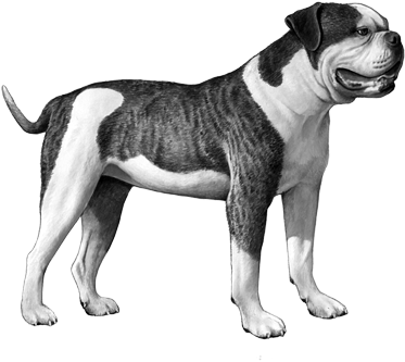 Brindle Bulldog Standing Profile PNG Image