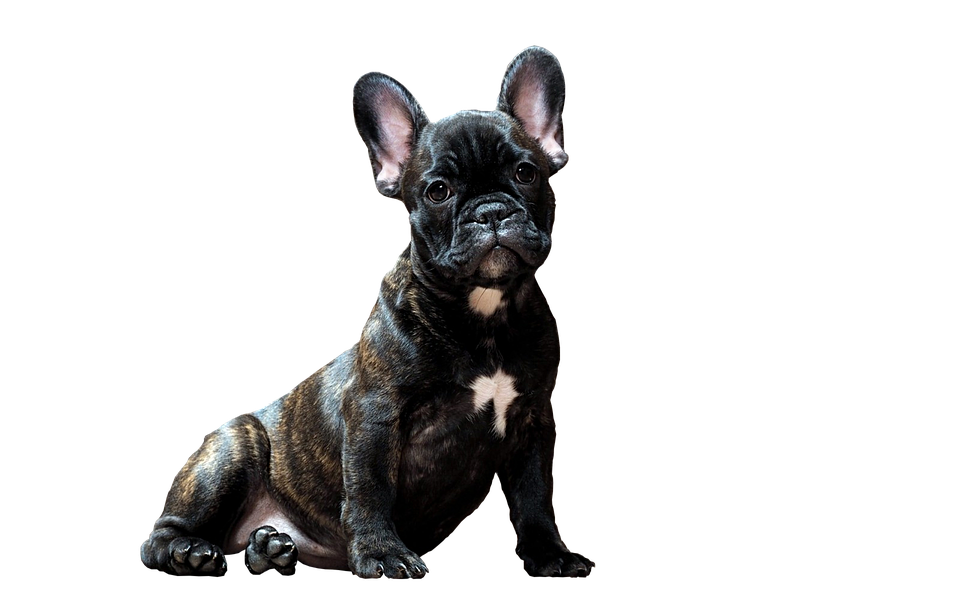 Brindle French Bulldog Puppy PNG Image