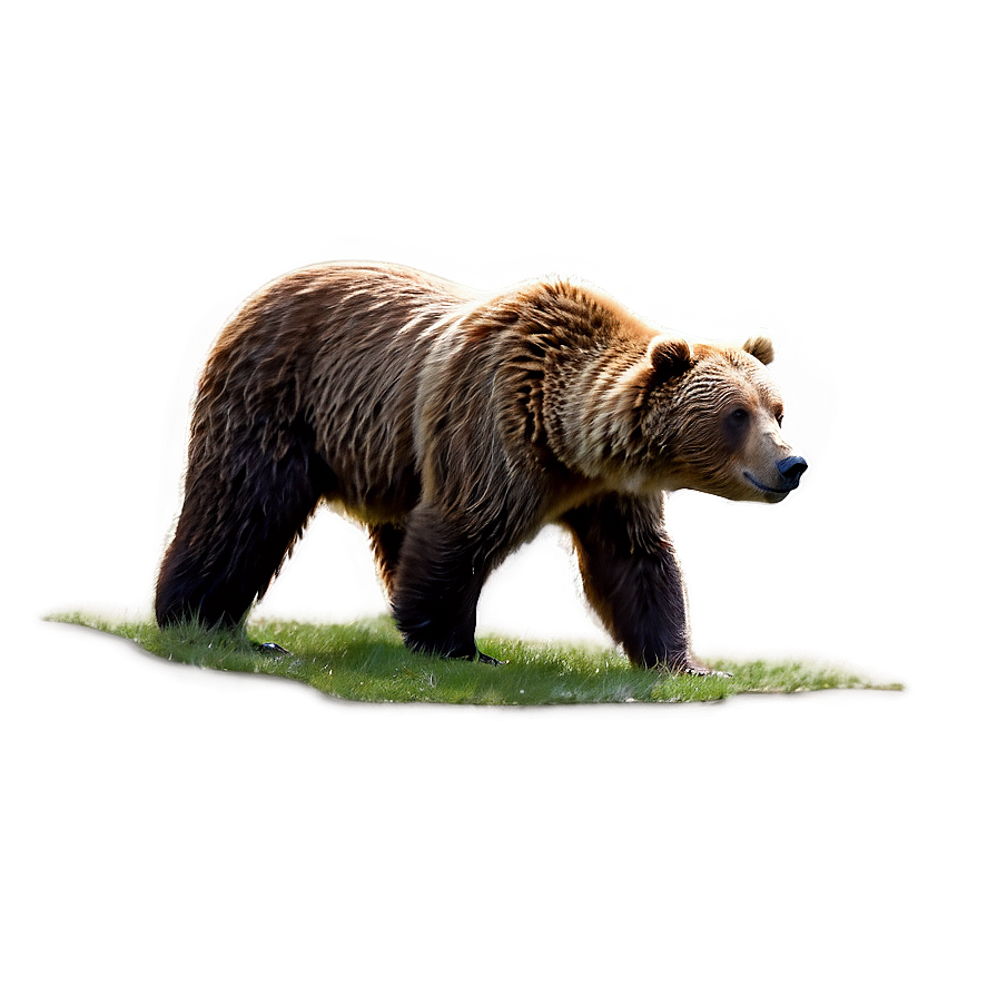 Brown Bear Png Jmn PNG Image