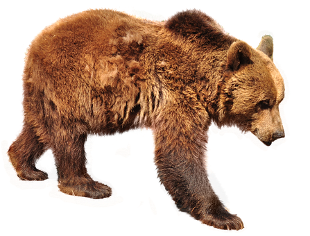 Brown Bear Profile Black Background PNG Image