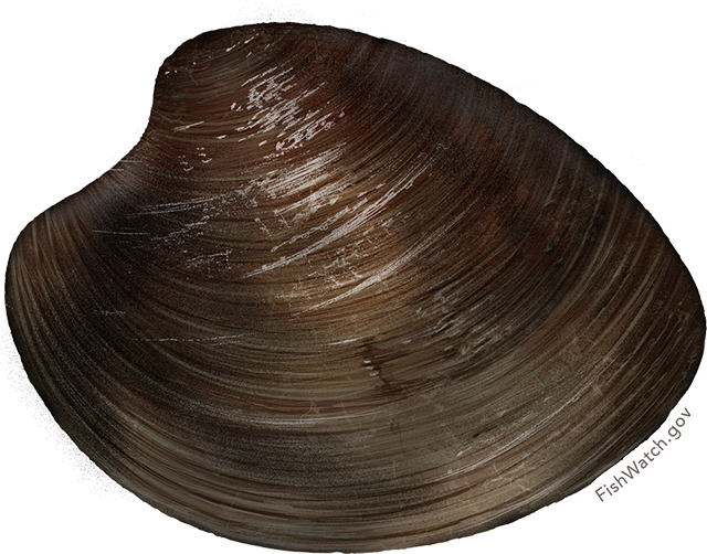 Brown Clam Shell Texture PNG Image