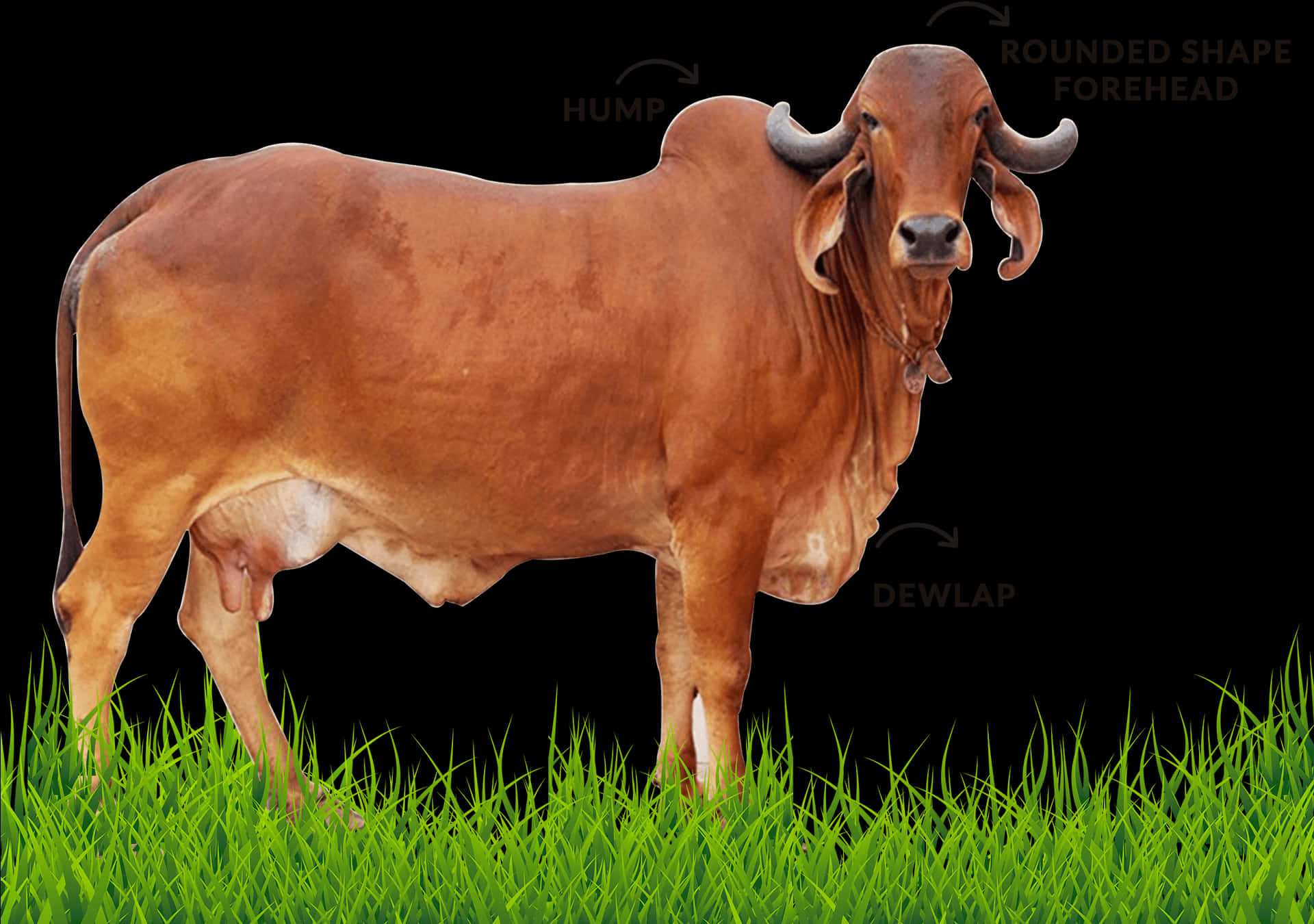 Brown Cow Anatomy Labels PNG Image