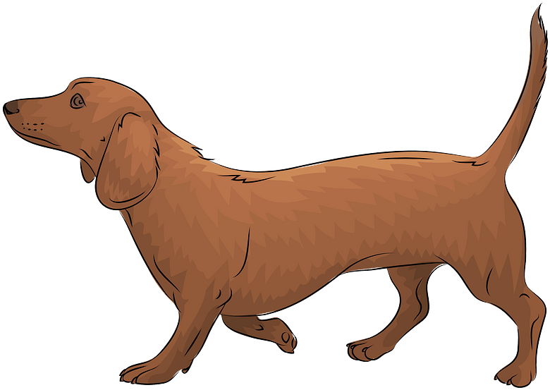 Brown Dachshund Illustration PNG Image