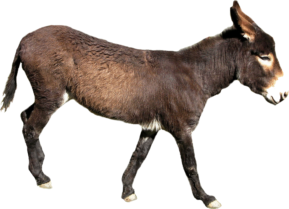 Brown Donkey Profile Transparent Background PNG Image