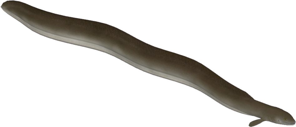 Brown Eel Isolatedon Blue Background PNG Image