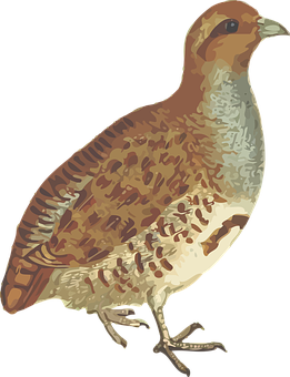 Brown Feathered Quail Illustration PNG Image