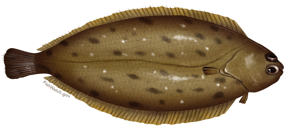 Brown Flounder Fish Illustration PNG Image